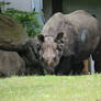 seen in Zoo Hellabrunn 65