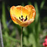 tulip in my garden 5