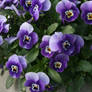 view to pansies