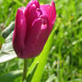 tulip in my garden 8