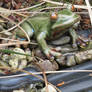 frog figuer in my garden