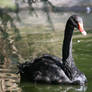 black swan 3