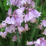 little wild flowers in park