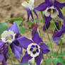 flowers in park