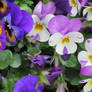 pansies