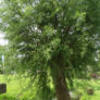 tree at Niers