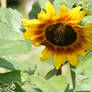 little sunflower 2