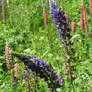 lupins closer 2