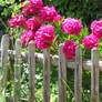 peonies at fence