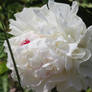 white peonies