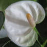 Anthurium  in white