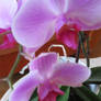 orchid in my house