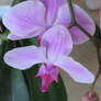 orchid closer