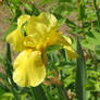 yellow iris