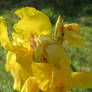 yellow iris 2