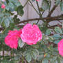 little pink roses 2