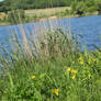 Nature at Maar lake 3