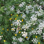 wild flowers at Maar lake