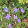 little blue bells