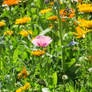 wild flower garden 2