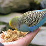 feeding a blue budgie