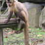 monkey with long tail 2