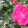 pink rose 3