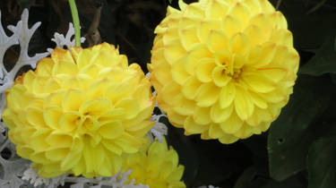 yellow dahlias closer