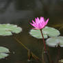 view to waterlily