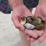 collecting mussels