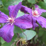 lilac clematis