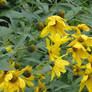 yellow blooming in church garden