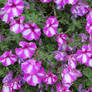 awesome betunias