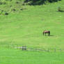 view to horse on our way