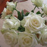 white roses