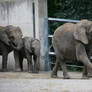 family of elephants