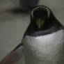 penguin closer