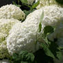 white hydrangeas