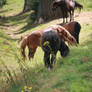 horses in Zons 3