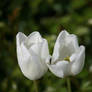 white tulips