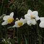 view to daffodils