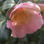 camellia in rose