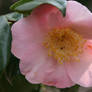 camellia in rose 2