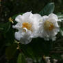 white camellias