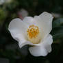 white camellia