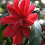 the beauty of a red camellia