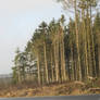 trees in Eifel