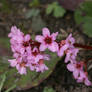 flowers in spring