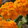 orange primroses closer 2