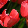 time of tulips